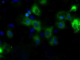 CYP1A2 Antibody in Immunocytochemistry (ICC/IF)