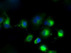 CYP1A2 Antibody in Immunocytochemistry (ICC/IF)