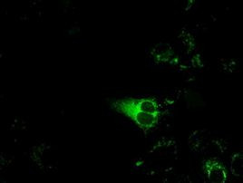 CYP1A2 Antibody in Immunocytochemistry (ICC/IF)