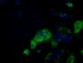 CYP1A2 Antibody in Immunocytochemistry (ICC/IF)