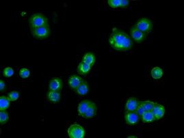 CYP1A2 Antibody in Immunocytochemistry (ICC/IF)