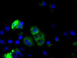 CYP1A2 Antibody in Immunocytochemistry (ICC/IF)