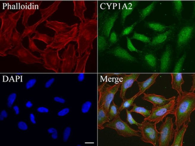 CYP1A2 Antibody in Immunocytochemistry (ICC/IF)