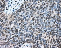 CYP1A2 Antibody in Immunohistochemistry (Paraffin) (IHC (P))