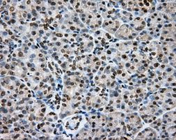 CYP1A2 Antibody in Immunohistochemistry (Paraffin) (IHC (P))