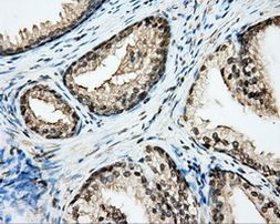 CYP1A2 Antibody in Immunohistochemistry (Paraffin) (IHC (P))