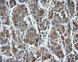 CYP1A2 Antibody in Immunohistochemistry (Paraffin) (IHC (P))