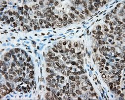 CYP1A2 Antibody in Immunohistochemistry (Paraffin) (IHC (P))