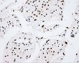 CYP1A2 Antibody in Immunohistochemistry (Paraffin) (IHC (P))