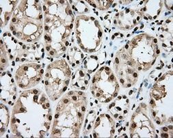 CYP1A2 Antibody in Immunohistochemistry (Paraffin) (IHC (P))