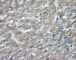 CYP1A2 Antibody in Immunohistochemistry (Paraffin) (IHC (P))