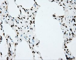 CYP1A2 Antibody in Immunohistochemistry (Paraffin) (IHC (P))