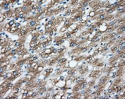 CYP1A2 Antibody in Immunohistochemistry (Paraffin) (IHC (P))