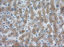 CYP1A2 Antibody in Immunohistochemistry (Paraffin) (IHC (P))