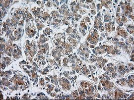 CYP1A2 Antibody in Immunohistochemistry (Paraffin) (IHC (P))