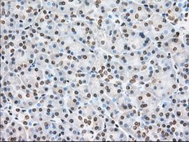 CYP1A2 Antibody in Immunohistochemistry (Paraffin) (IHC (P))