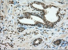 CYP1A2 Antibody in Immunohistochemistry (Paraffin) (IHC (P))