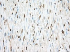 CYP1A2 Antibody in Immunohistochemistry (Paraffin) (IHC (P))