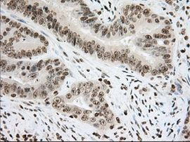 CYP1A2 Antibody in Immunohistochemistry (Paraffin) (IHC (P))