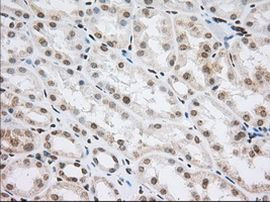 CYP1A2 Antibody in Immunohistochemistry (Paraffin) (IHC (P))