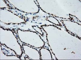 CYP1A2 Antibody in Immunohistochemistry (Paraffin) (IHC (P))