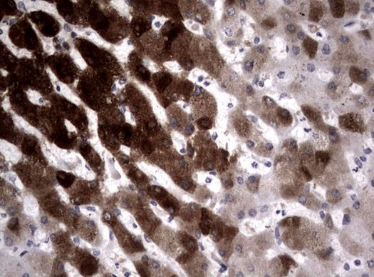 CYP1A2 Antibody in Immunohistochemistry (Paraffin) (IHC (P))