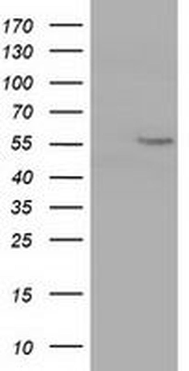 CYP1A2 Antibody in Western Blot (WB)