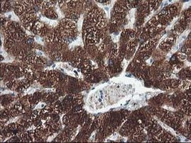 CYP2A6 Antibody in Immunohistochemistry (Paraffin) (IHC (P))