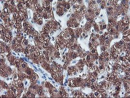 CYP2A6 Antibody in Immunohistochemistry (Paraffin) (IHC (P))