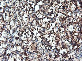 CYP2B6 Antibody in Immunohistochemistry (Paraffin) (IHC (P))