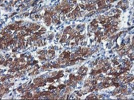 CYP2C9 Antibody in Immunohistochemistry (Paraffin) (IHC (P))