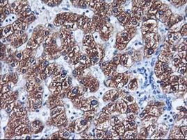 CYP2C9 Antibody in Immunohistochemistry (Paraffin) (IHC (P))