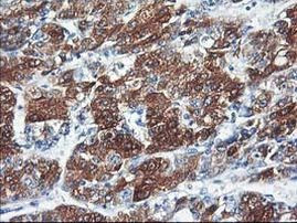 CYP2C9 Antibody in Immunohistochemistry (Paraffin) (IHC (P))