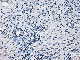 CYP2E1 Antibody in Immunohistochemistry (Paraffin) (IHC (P))