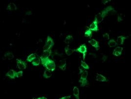 CYP2J2 Antibody in Immunocytochemistry (ICC/IF)