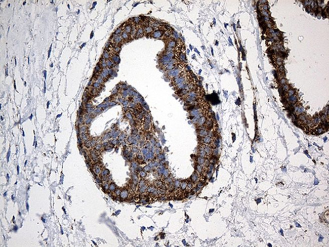 CYP7B1 Antibody in Immunohistochemistry (Paraffin) (IHC (P))