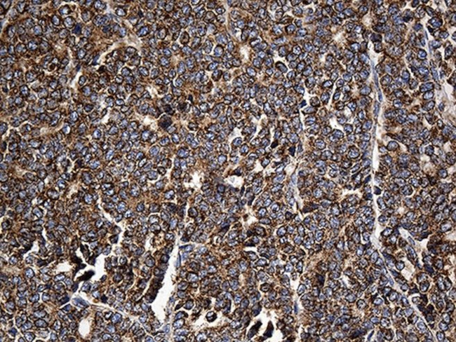 CYP7B1 Antibody in Immunohistochemistry (Paraffin) (IHC (P))