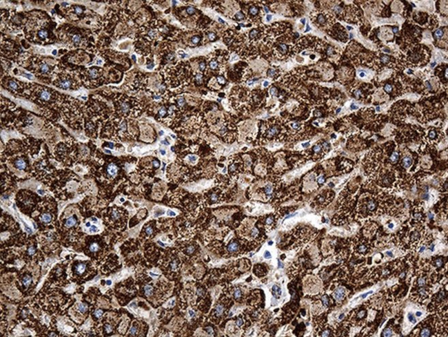 CYP7B1 Antibody in Immunohistochemistry (Paraffin) (IHC (P))