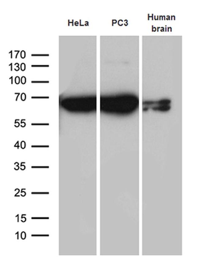 CYP7B1 Antibody in Western Blot (WB)