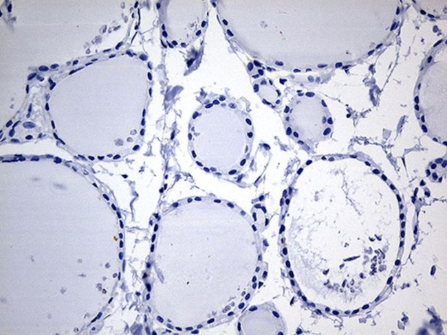 CYTH4 Antibody in Immunohistochemistry (Paraffin) (IHC (P))