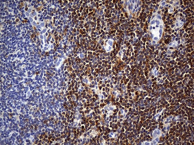 CYTH4 Antibody in Immunohistochemistry (Paraffin) (IHC (P))