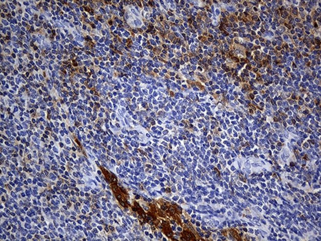 CYTH4 Antibody in Immunohistochemistry (Paraffin) (IHC (P))