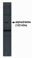 CACNA2D1 Antibody in Western Blot (WB)