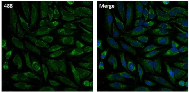 Calnexin Antibody in Immunocytochemistry (ICC/IF)