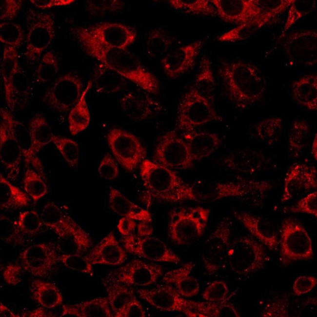 Calnexin Antibody in Immunocytochemistry (ICC/IF)