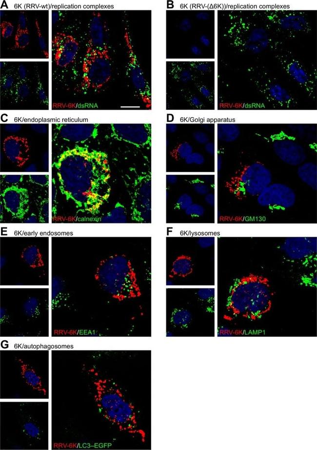 Calnexin Antibody in Immunocytochemistry (ICC/IF)