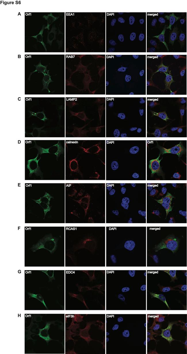 Calnexin Antibody in Immunocytochemistry (ICC/IF)