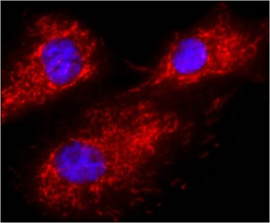 Calnexin Antibody in Immunocytochemistry (ICC/IF)