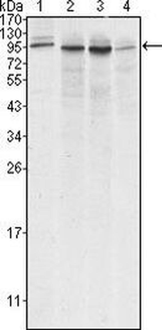 Calnexin Antibody in Western Blot (WB)