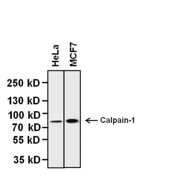 Calpain 1 Antibody in Western Blot (WB)